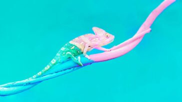 customization pine gilmore header